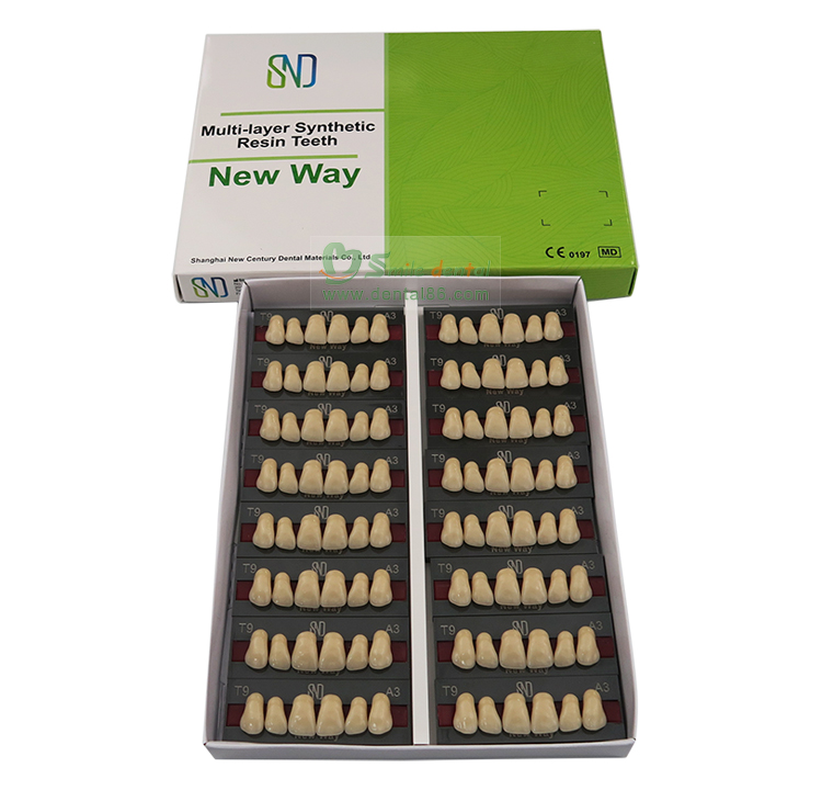 Three Layer Acrylic Resin Teeth